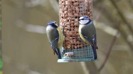 Msange bleue et cacahutes
