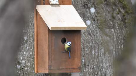 Nichoir et Msange bleue