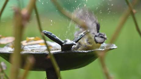Msange charbonnire au bain