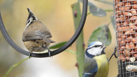 De dos Msange huppe et Msange bleue au cacahutes