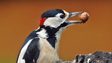 Pic peiche et sa noisette